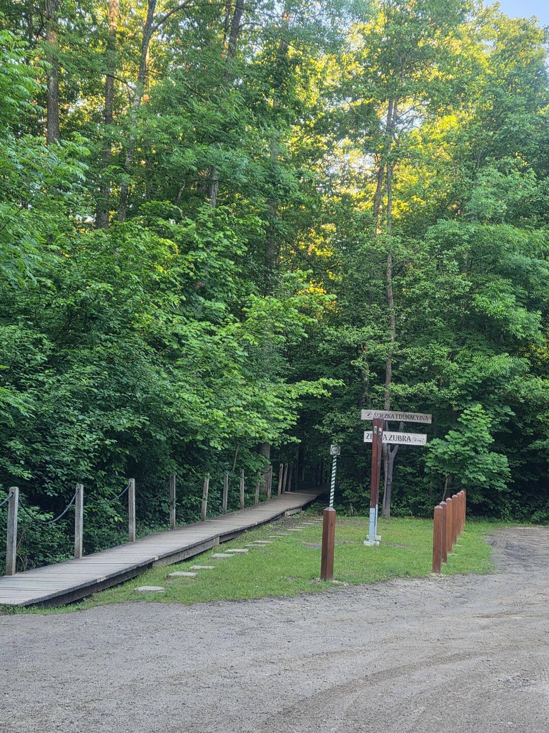 Zebra Zubry Bialowieza Hiking trail
