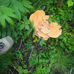 Chicken mushroom