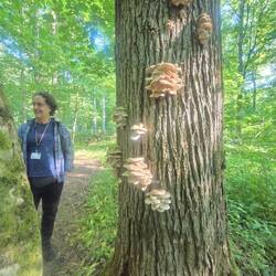 Oyster mushrooms