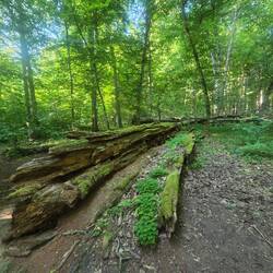 Monumental tree that fell 7 years ago.