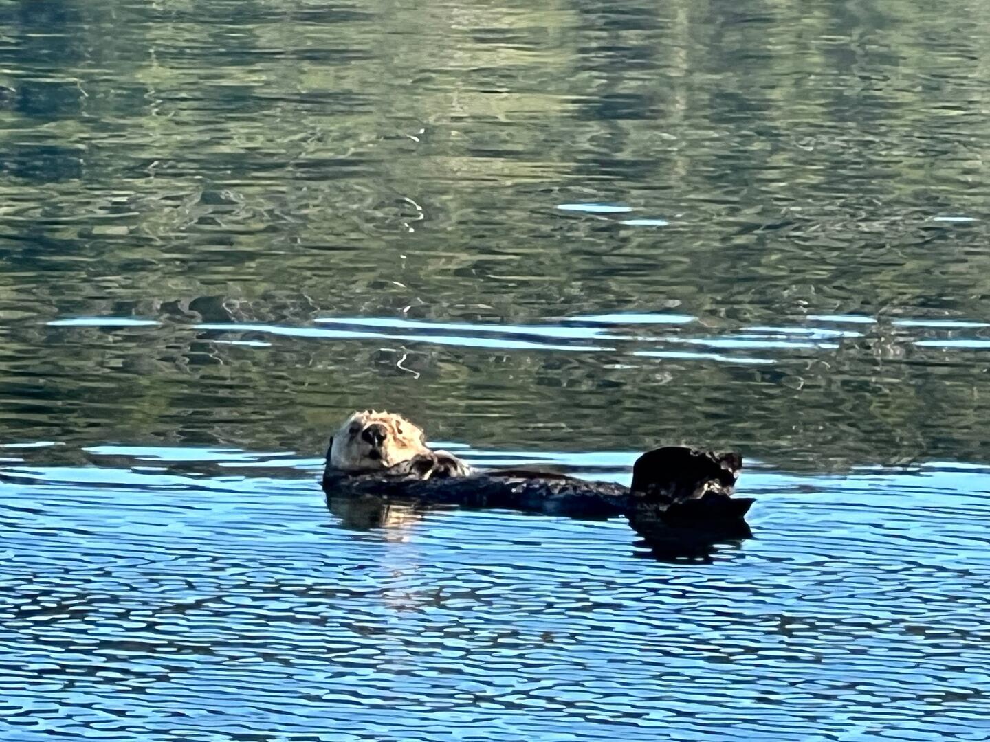 This little sea otter was pretty photogenic. Just layed there while I circled around in the boat.