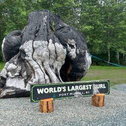 World's largest burl, in Port McNeill