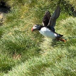 Puffin