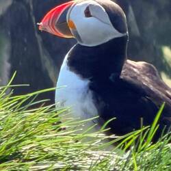 Puffin
