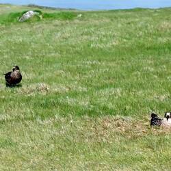 Skua