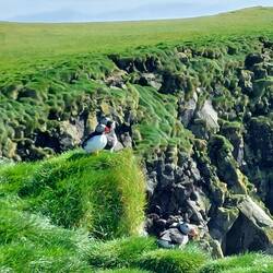 More puffins