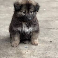 The cutest puppy - part of the sweet family running Hẻm Gió Coffee.