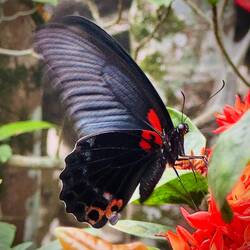 Male Great Mormon butterfly. I called it the cocktail butterfly: it looked ready for evening drinks.
