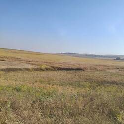 Wheat fields - there were many donkeys used to transport the baled wheat