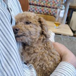 Tiger forgave her Uncle Al for dognapping her earlier