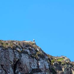 Golden Eagle gesichtet (Steinadler) - wenn man den nicht gesehen hat, war man nicht in Schottland ;)