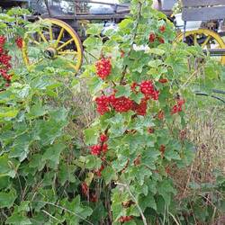 Him- und Johannisbeeren auf dem Platz
