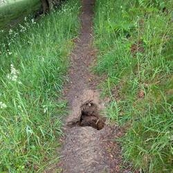 Badger sett on the Dyke