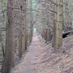 Trevor Hall Woods