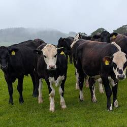 More cows that followed me
