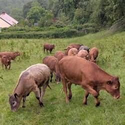 Cows that followed me