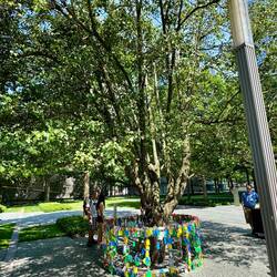 Tree was found among the rubble! "Survivor Tree"