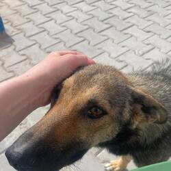 Süßer Hund, der aber die ganze Nacht bellt ^^