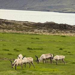 Reindeer en route
