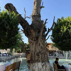 1000 Jahre alter Maulbeerbaum