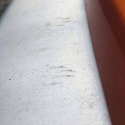 Fußspuren von Steinmarder oder Waschbär