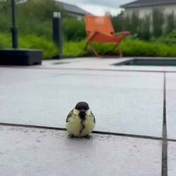 Dieser Pipmatz war auch zu Besuch.
