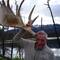 Als nog een moose of eland gespot.