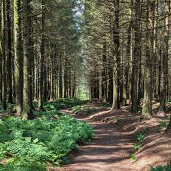 Llandegla Forest