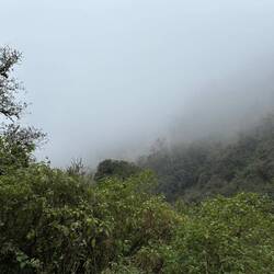 Nebel-Regen-und Wald: Nebelregenwald 😅