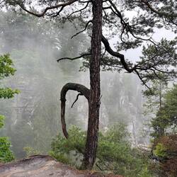 Mystisch bei dem Nebel.