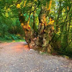Magic Faraway Tree
