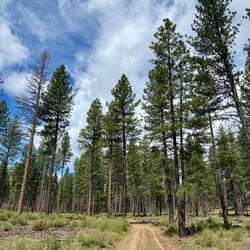 Deschutes National Forest