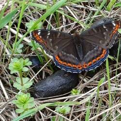 selten gesehen, einen grosser Eisvogel - Schmetterling