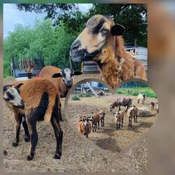 Sehr süße Tiere