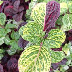 Question for Mum-how come two different colours on same leaf?