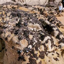 Lots of shellfish on the rocks at lowtide