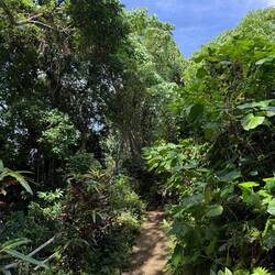 Rainforest