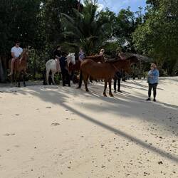 Horses on the beach
