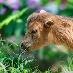 And what do you know? The baby goat fit snugly into my backpack!
