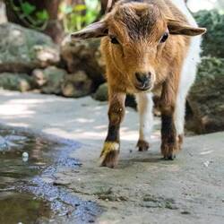 There were a few goats there, too, in an enclosure. This one got out and was roaming free.