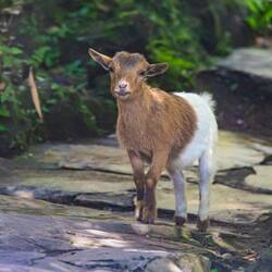 Taking the goat was entirely scientific: To study the oxytocin release when cuddling.