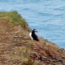 Puffin