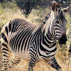 Mountain Zebra