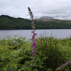 Blume vor Berg - geht in den Highlands immer ;)