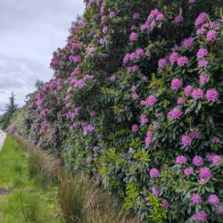 Endlich ein Spot um die vielen Rhododend-Hecken zu fotografieren - begegneten uns immer wieder in UK