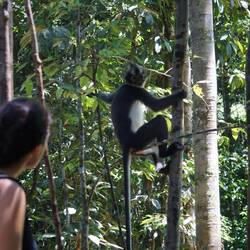 Der gute Thomas-Langur Affe. Merkmal: Coole Frisur