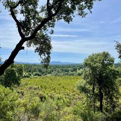 Quand on se retourne, c'est un paysage vaporeux de chênes verts et de chênes liège. Magnifique