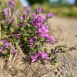 Les petites fleurs qui jalonnent notre avancée vers les Pyrénées