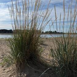 Schilf am Sandstrand