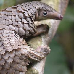 Pangolin
